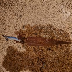 いつもの小さな漁港で